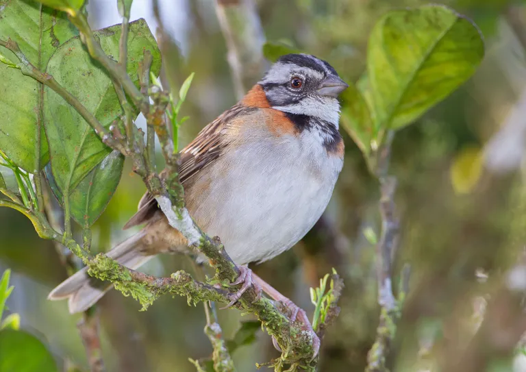 Rufous-collared Sparrow