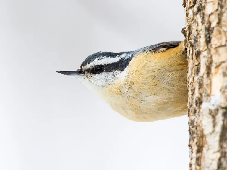 Red-breasted Nuthatch
