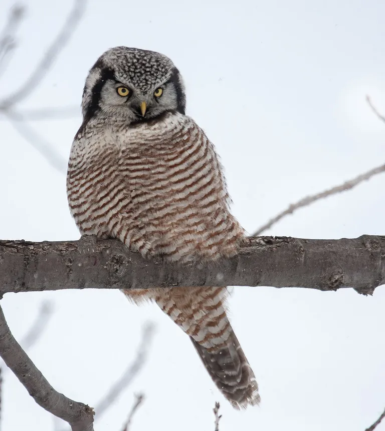 Northern Hawk Owl