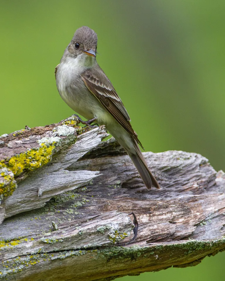 Eastern Wood-Pewee