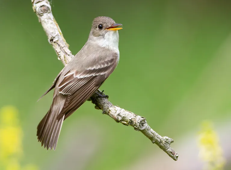Eastern Wood-Pewee