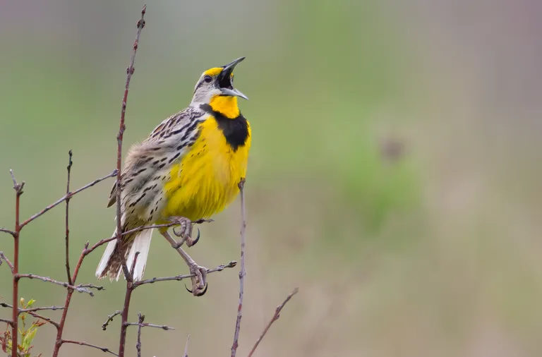 Eastern Meadowlark