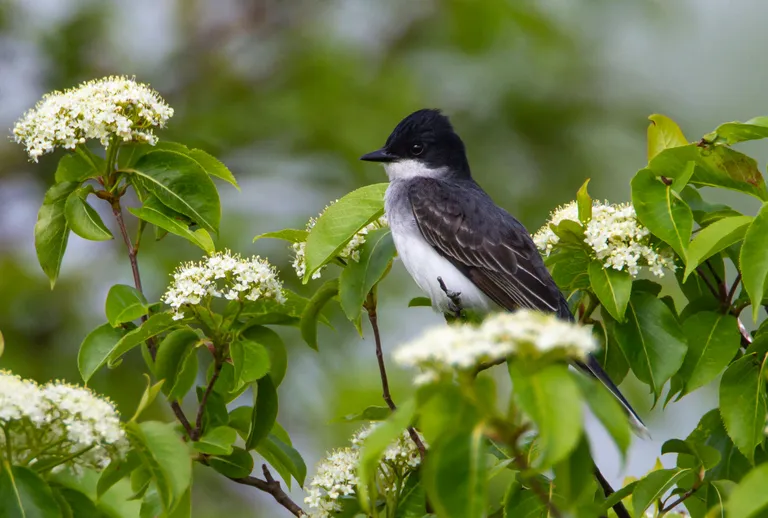 Eastern Kingbird