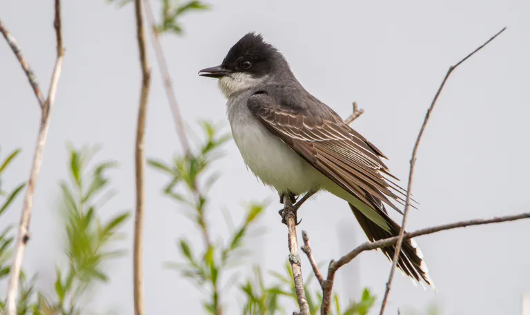 Eastern Kingbird
