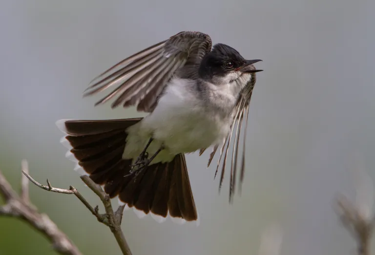 Eastern Kingbird