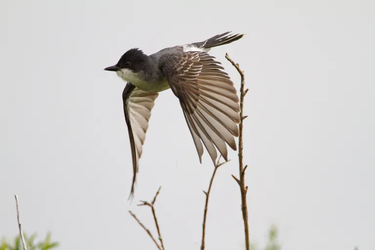 Eastern Kingbird