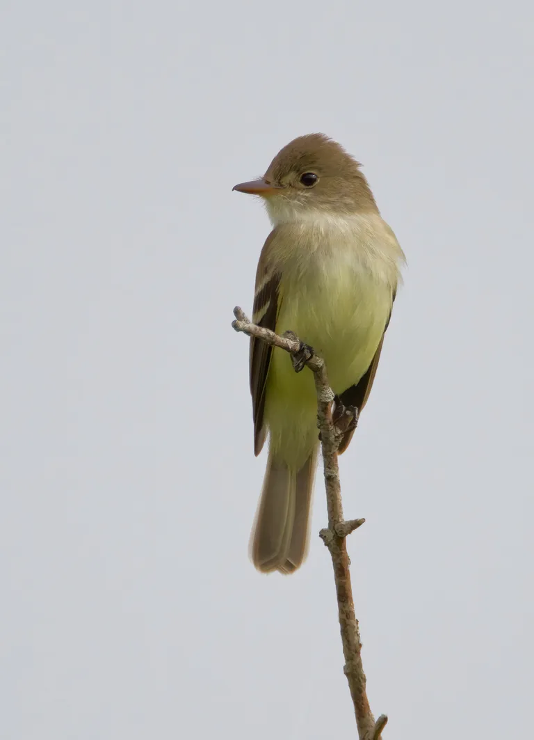 Willow Flycatcher