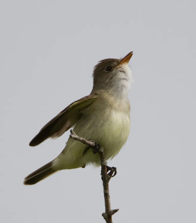 Willow Flycatcher