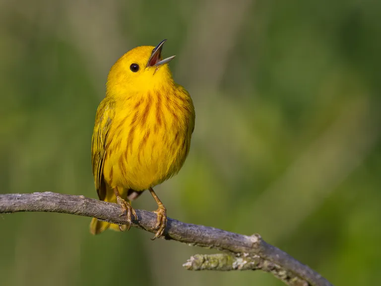 Yellow Warbler