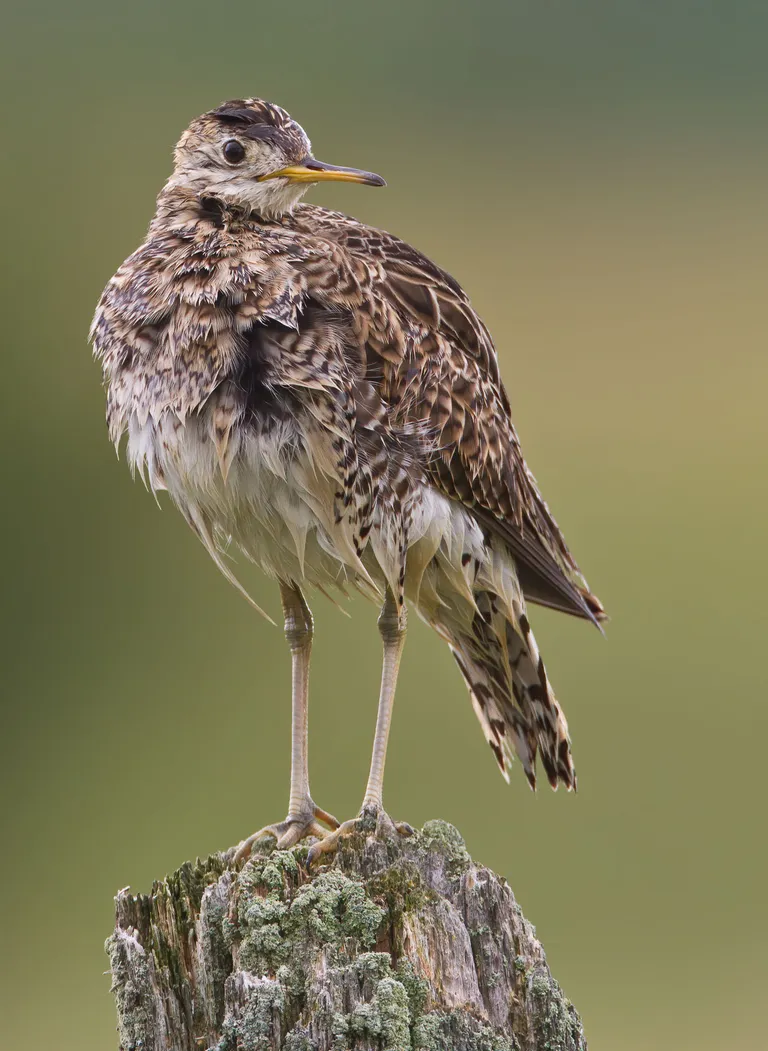 Upland Sandpiper