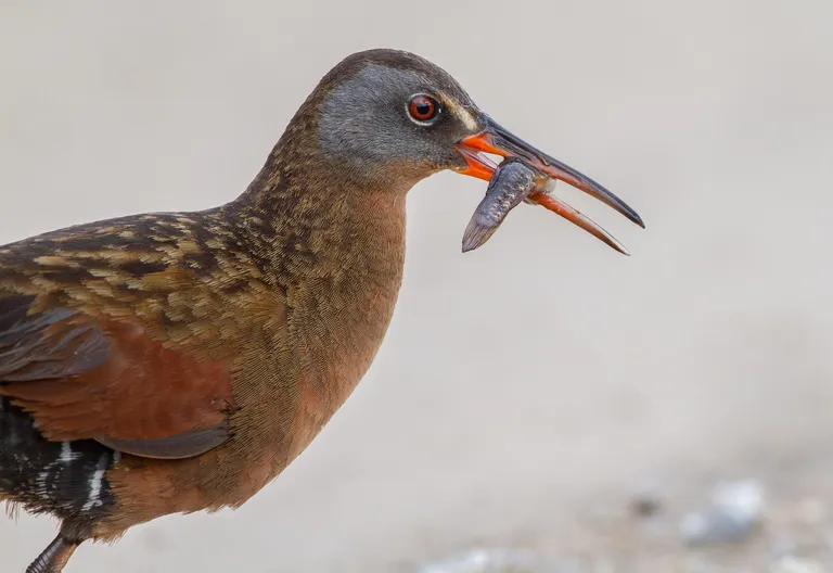 Virginia Rail