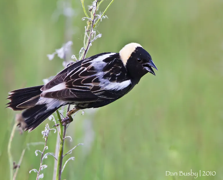Bobolink