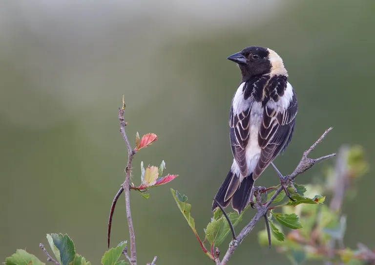 Bobolink