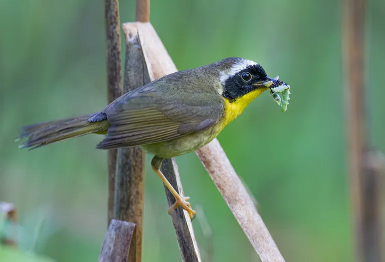 Common Yellowthroat, male