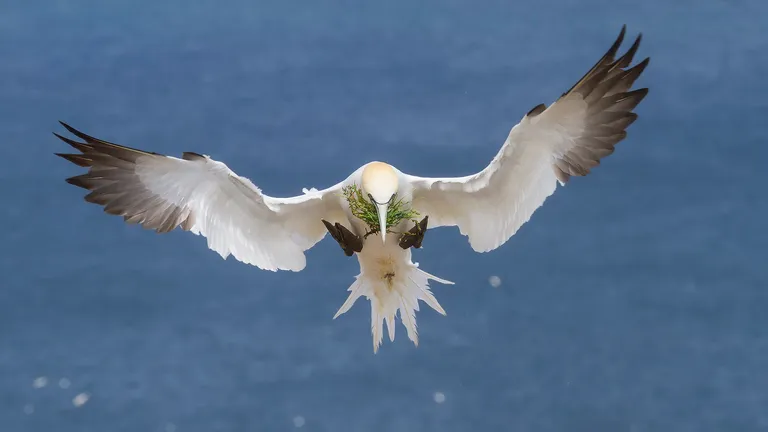 Northern Gannet