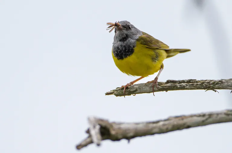 Mourning Warbler, male