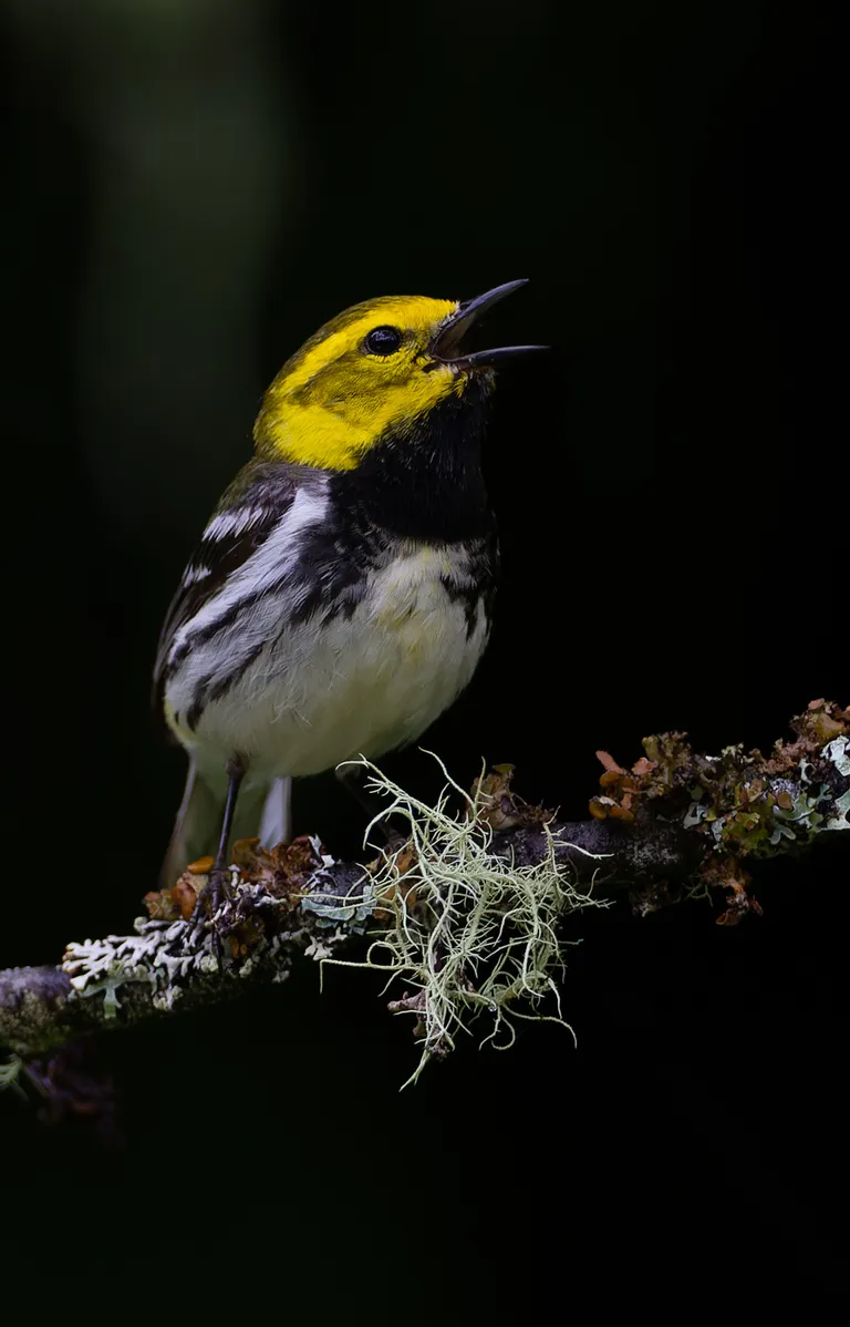 Black-throated Green Warbler, male