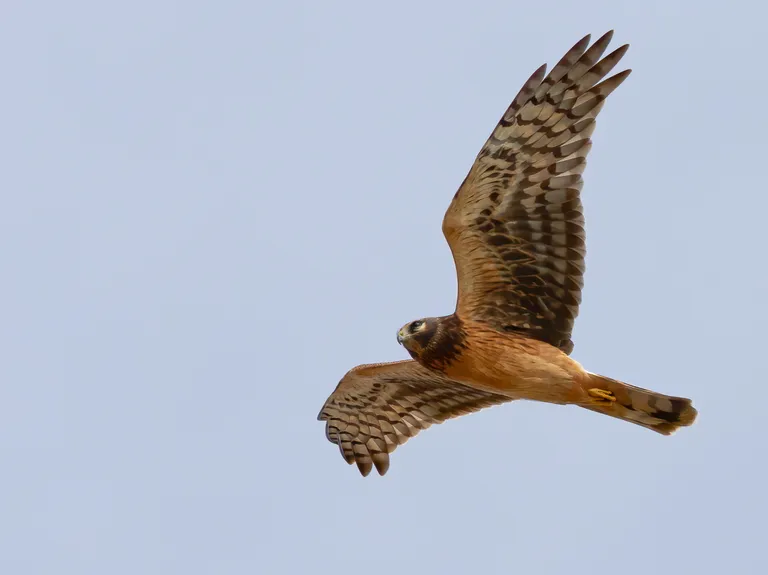 Northern Harrier, juvenile