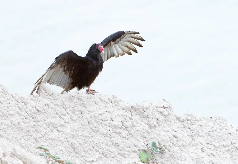 Turkey Vulture