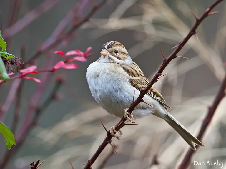 Clay-colored Sparrow