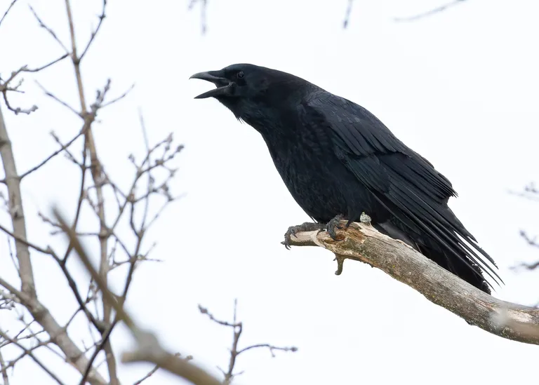 American Crow