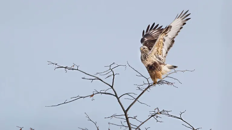 Rough-legged Hawk