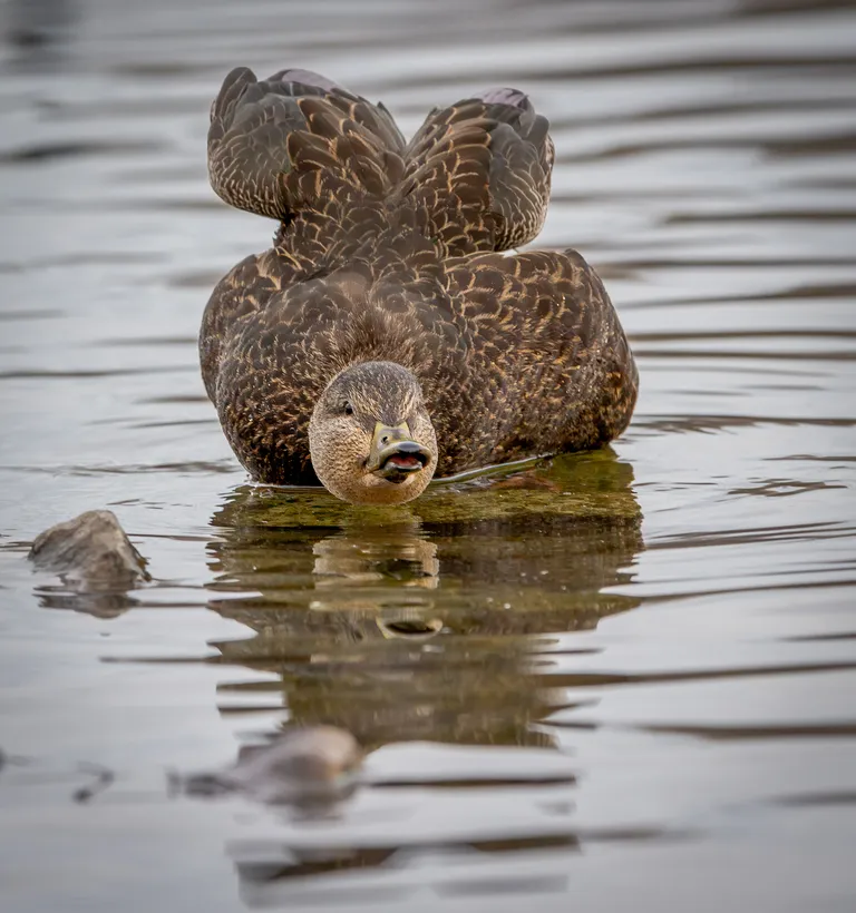 American Black Duck