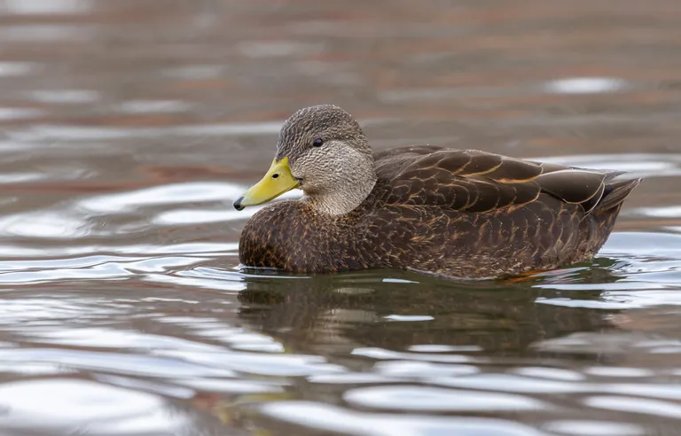 American Black Duck