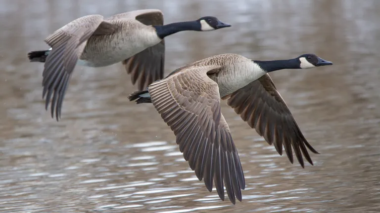 Canada goose