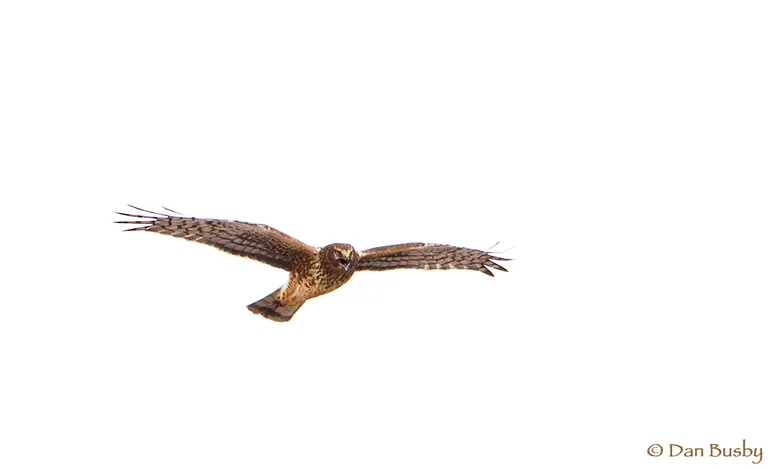 Northern Harrier