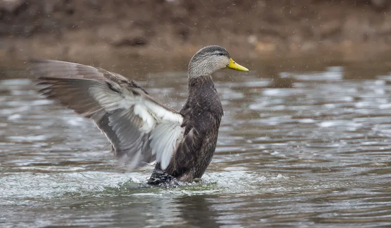 American Black Duck