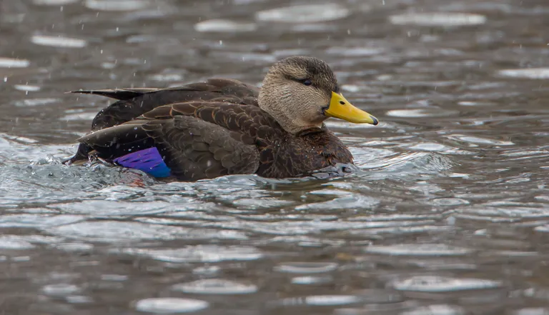 American Black Duck