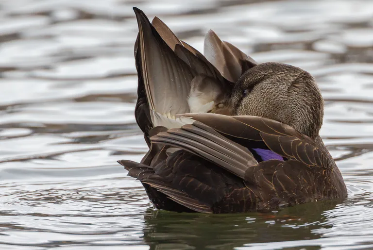 American Black Duck