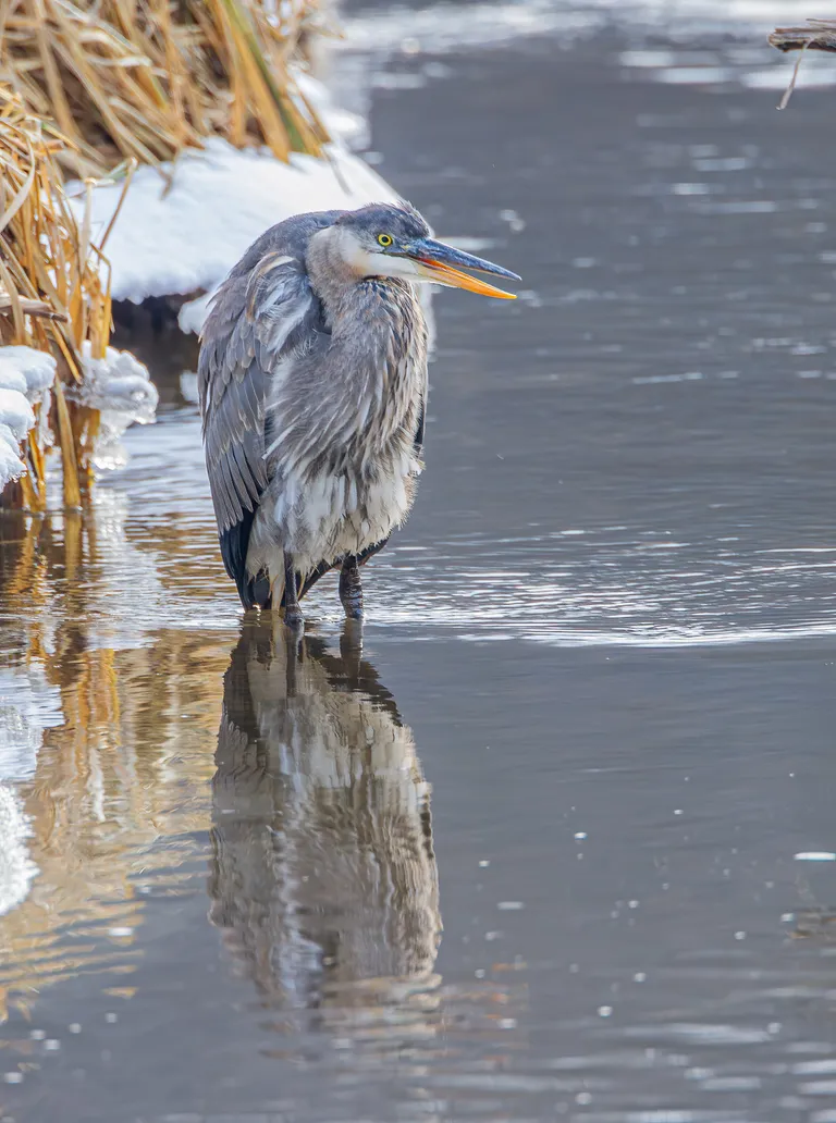 Great Blue Heron