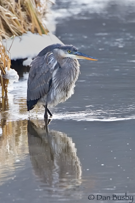 Great Blue Heron