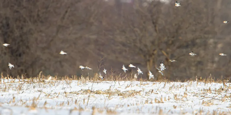 Snow Bunting