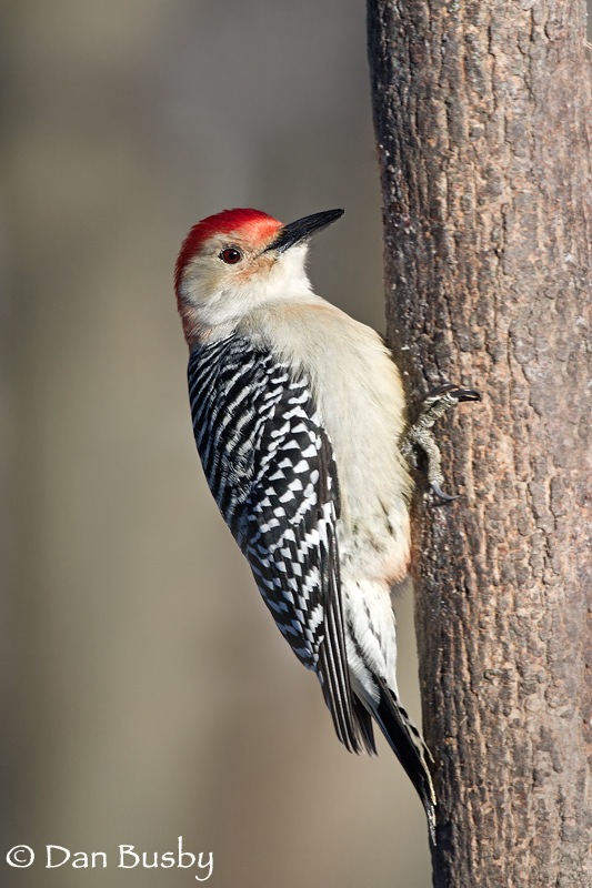 Red-bellied Woodpecker