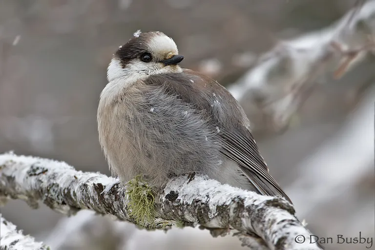 Gray Jay