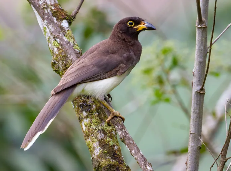 Brown Jay (juvenile)