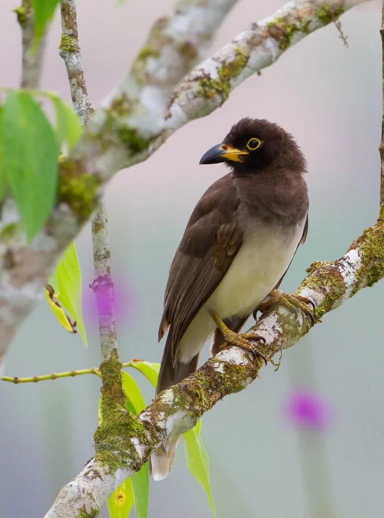 Brown Jay (juvenile)