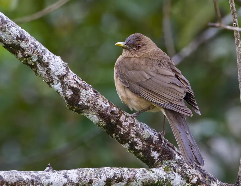 Clay-colored Thrush