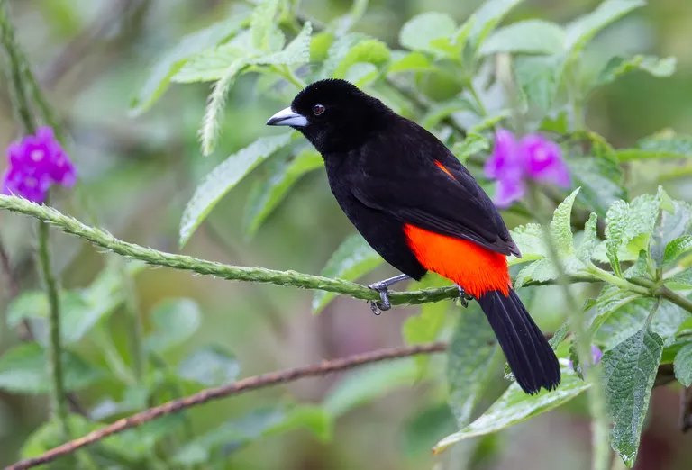 Passerini's Tanager