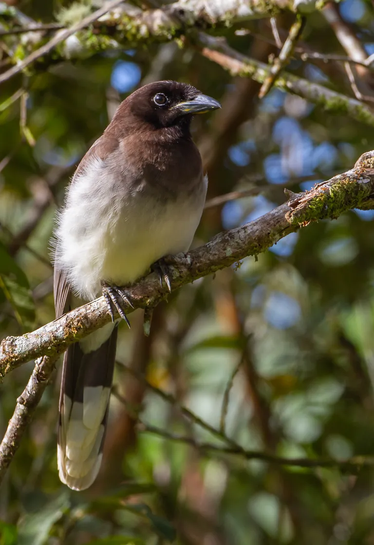 Brown Jay (adult)