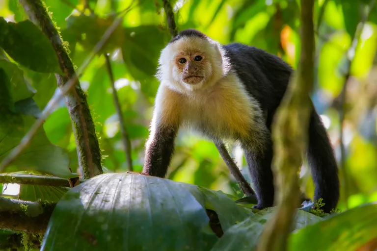 White-faced Capuchin Monkey