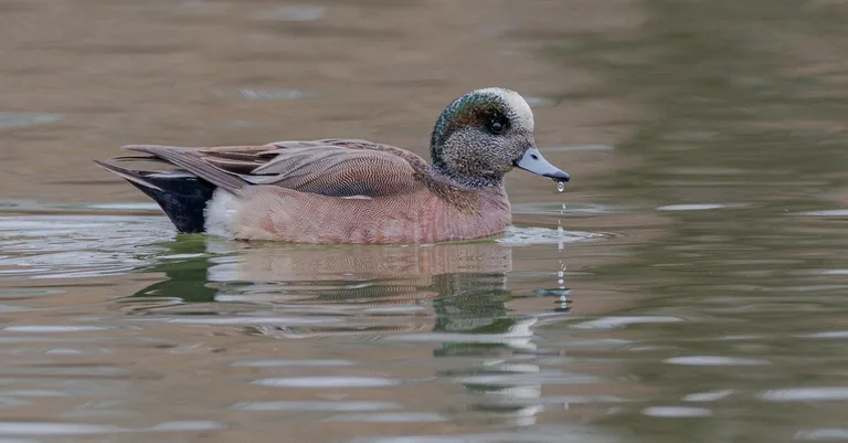 American Wigeon, male
