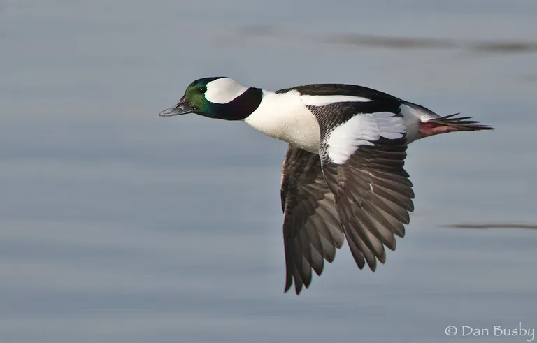 Bufflehead