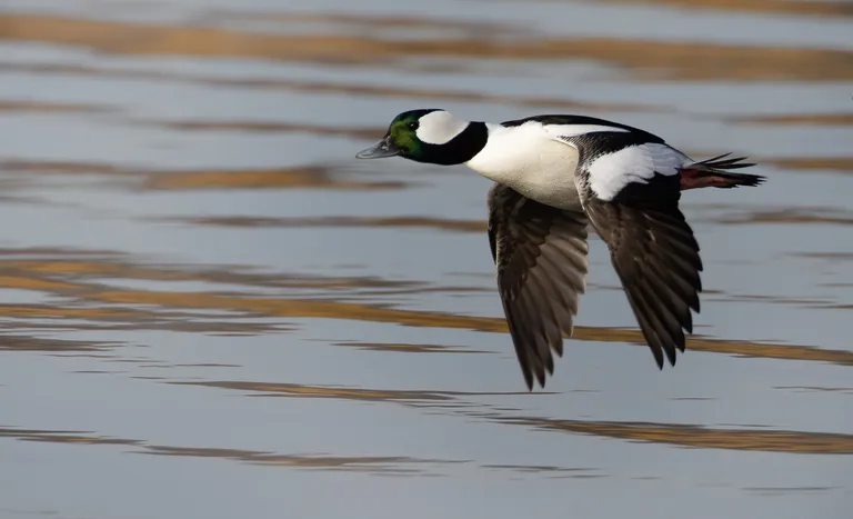 Bufflehead, male