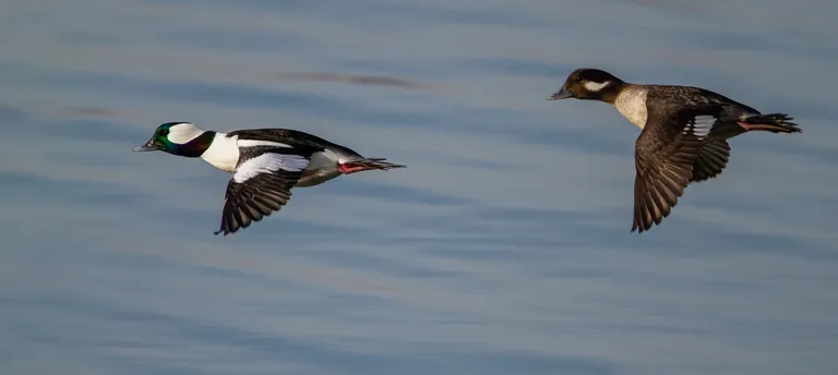 Bufflehead, male, female