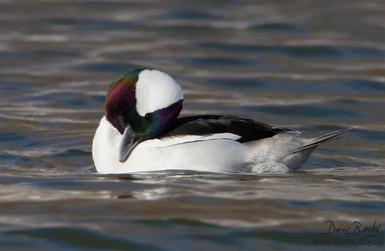 Bufflehead
