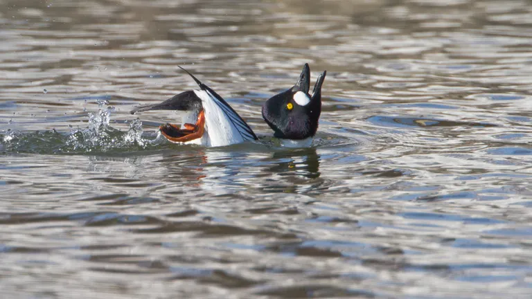 Common Goldeneye
